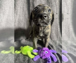 Mutt Dogs for adoption in NYC, NY, USA