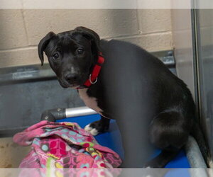 Mutt Dogs for adoption in Martinez, CA, USA