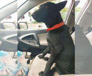 Mutt Dogs for adoption in Fallbrook, CA, USA