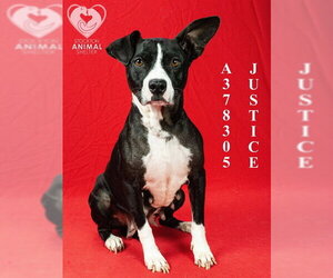 Mutt Dogs for adoption in Stockton, CA, USA