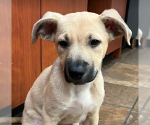 German Shepherd Dog-Unknown Mix Dogs for adoption in Kansas City, MO, USA