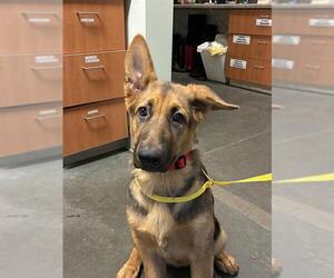German Shepherd Dog Dogs for adoption in Santa Cruz, CA, USA