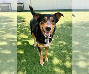 German Shepherd Dog Dogs for adoption in Naples, FL, USA