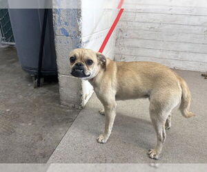 Pug-Unknown Mix Dogs for adoption in San Bernardino, CA, USA