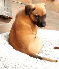 Medium Photo #1 Borador Puppy For Sale in Long Beach, CA, USA
