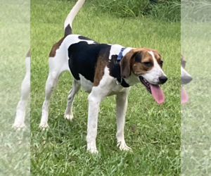 Mutt Dogs for adoption in Tampa, FL, USA