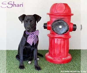 Mutt Dogs for adoption in San Diego, CA, USA