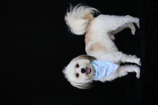 Havanese Dogs for adoption in San Pedro, CA, USA