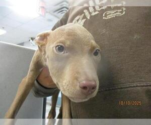 American Pit Bull Terrier-Unknown Mix Dogs for adoption in Oklahoma City, OK, USA