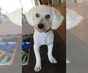 Bichon Frise Dogs for adoption in Mooresville, NC, USA