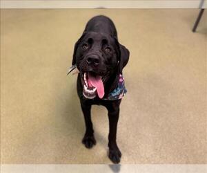 Labrador Retriever-Unknown Mix Dogs for adoption in Moreno Valley, CA, USA