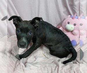 Mutt Dogs for adoption in Modesto, CA, USA