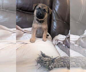 Catahoula Leopard Dog-Unknown Mix Dogs for adoption in Holly Springs, NC, USA