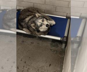 Alaskan Malamute-Unknown Mix Dogs for adoption in Stockton, CA, USA