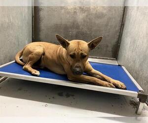 American Pit Bull Terrier-Unknown Mix Dogs for adoption in Conroe, TX, USA
