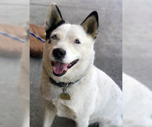 Siberian Husky-Unknown Mix Dogs for adoption in Ventura, CA, USA