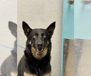 German Shepherd Dog-Unknown Mix Dogs for adoption in Las Vegas, NV, USA