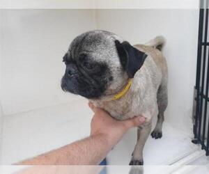 Pug Dogs for adoption in Houston, TX, USA