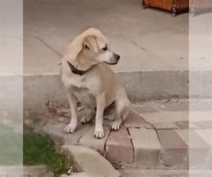 Mutt Dogs for adoption in San Antonio, TX, USA