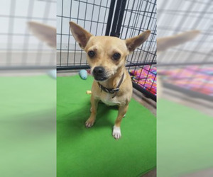 Chihuahua Dogs for adoption in Neillsville, WI, USA