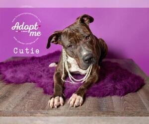 Bullboxer Pit Dogs for adoption in Pearland, TX, USA
