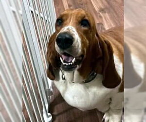 Basset Hound Dogs for adoption in Deepwater, NJ, USA