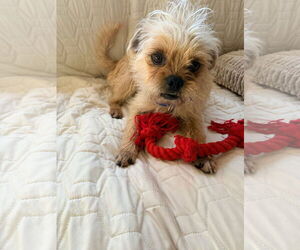 Brussels Griffon-Unknown Mix Dogs for adoption in New London, WI, USA