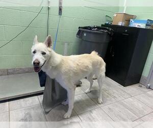 Siberian Husky-Unknown Mix Dogs for adoption in Grand Prairie, TX, USA