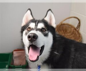 Siberian Husky Dogs for adoption in Fort Collins, CO, USA