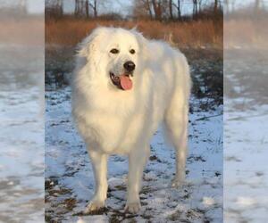 Great Pyrenees Dogs for adoption in Bellbrook, OH, USA