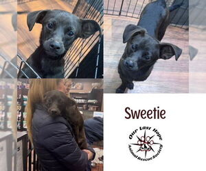 Chiweenie Dogs for adoption in Princeton, British Columbia, Canada