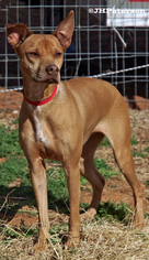 Basenji Dogs for adoption in Scottsdale, AZ, USA