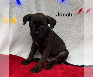 American Staffordshire Terrier-Unknown Mix Dogs for adoption in Wenonah, NJ, USA