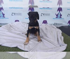 Medium Photo #1 American Staffordshire Terrier-Unknown Mix Puppy For Sale in Orlando, FL, USA