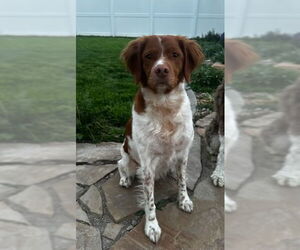 Brittany Dogs for adoption in Curwensville, PA, USA