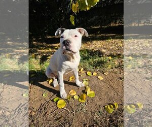 Bullboxer Pit Dogs for adoption in Chico, CA, USA