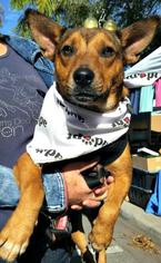 Basenji-Unknown Mix Dogs for adoption in Bradenton, FL, USA