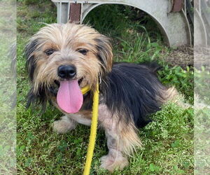 Mutt Dogs for adoption in Pacolet, SC, USA