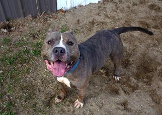 American Pit Bull Terrier Dogs for adoption in Pierceton , IN, USA