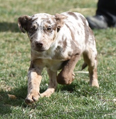 Australian Shepherd Dogs for adoption in Mechanicsburg, PA, USA