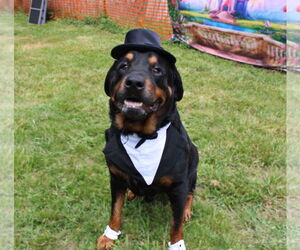 Rottweiler Dogs for adoption in Mooresville, NC, USA