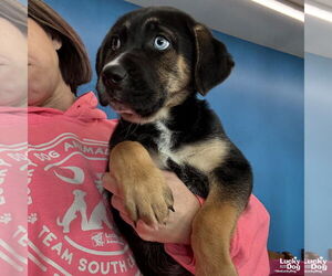 Mutt Dogs for adoption in Washington, DC, USA