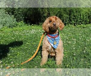 Cocker Spaniel-Poodle (Miniature) Mix Dogs for adoption in Middletown, MD, USA