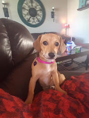 Dachshund Dogs for adoption in Minneapolis, MN, USA