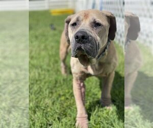 American Pit Bull Terrier Dogs for adoption in Virginia Beach, VA, USA