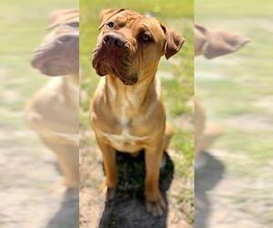 American Pit Bull Terrier Dogs for adoption in Augusta, GA, USA