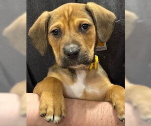 Labbe Dogs for adoption in Princeton, MN, USA