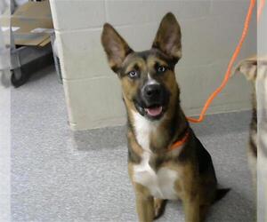 German Shepherd Dog-Unknown Mix Dogs for adoption in Pasadena, TX, USA