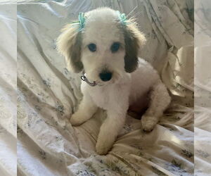 Zuchon Dogs for adoption in Brooklyn Center, MN, USA