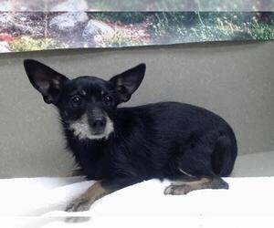 Chihuahua-Unknown Mix Dogs for adoption in Moreno Valley, CA, USA